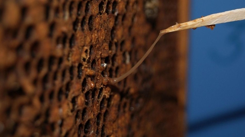Bakterien töten bei der Bienenpest die Brut ab. Man kann das mit einer Pinzette oder auch einem Streichholz nachweisen. Lange, hellbraune Fäden zeigen das Vorhandensein der Krankheit an.
