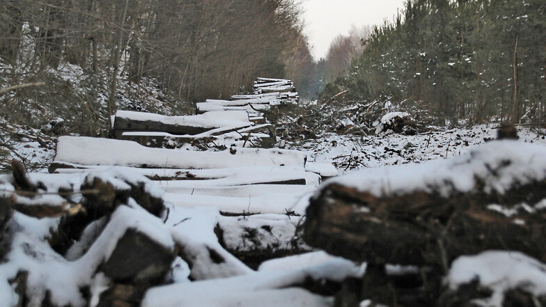So sah es Anfang 2014 auf der Gleistrasse bei Zeißholz aus, kurz nachdem die letzten Schienen demontiert worden waren.