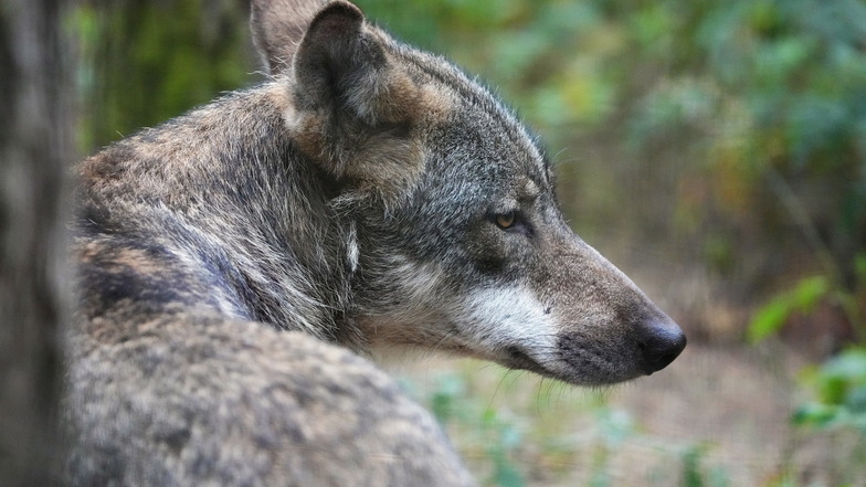 Vier illegal getötete Wölfe in der Oberlausitz - das Landeskriminalamt ermittelt