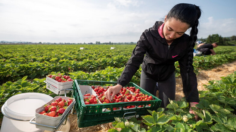 Ukrainische Erntehelferin Diana pflückt Erdbeeren auf den Feldern in Coswig von Obstbau Michael Görnitz. Dort wurde am Freitag die Erdbeersaison in Sachsen eingeläutet.