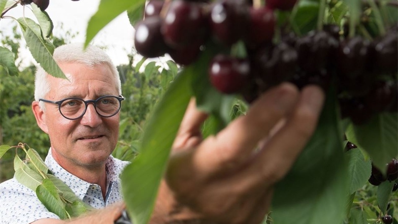 Kirschzüchter Mirko Schuster bei der Kontrolle der Früchte.