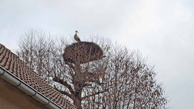 Der Skassaer Storch gehört zu den Frühankömmlingen, die bereits in der letzten Februarwoche in der Elbe-Röderregion gesichtet wurden.