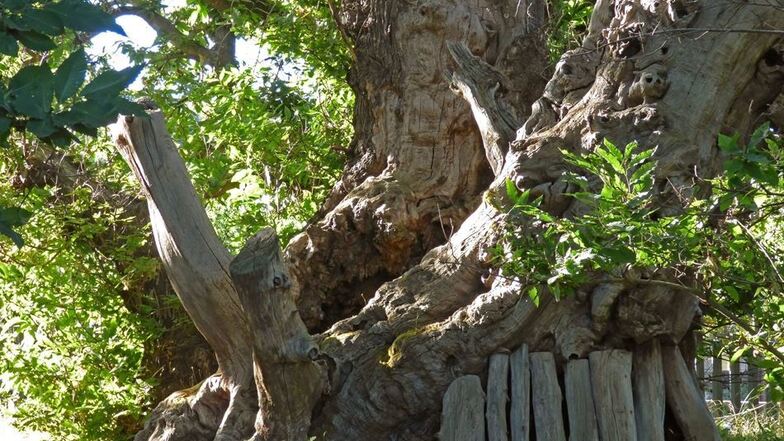 Foto-Souvenir vom Sizilien-Urlaub: die „Kastanie der 100Pferde“ am Ätna. Der Baum soll mindestens 2000 Jahre alt sein.