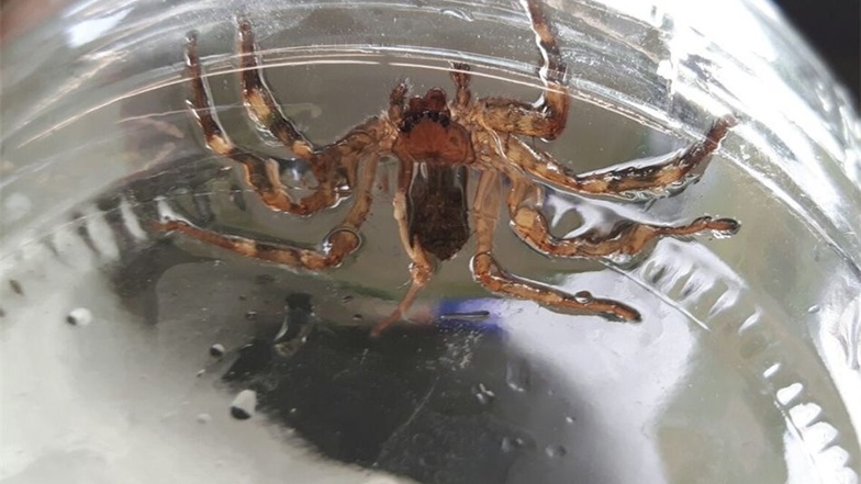 In einem Radebeuler Supermarkt wurden am Montag giftige Spinnen entdeckt