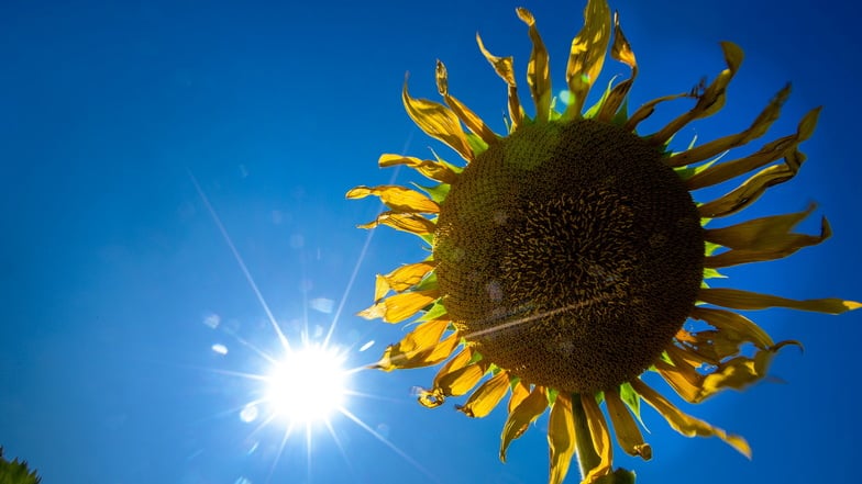 Temperaturen über 30 Grad im September in Dresden: Das liegt deutlich über dem Durchschnitt, berichtet Wetterexperte Frank Kreienkamp.