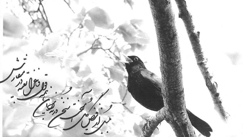 „Der Kanarienvogel hat seine Sprache im Beisammensein der Blumen gelernt. Er trüge sonst nicht so viele Gedichte in seinem Schnabel.“ von Dichter Hafez.