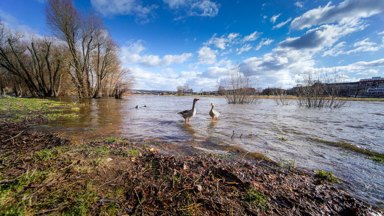 Die Elbe führte am Samstag erhöhten Wasserstand. Inzwischen ist er wieder auf rund 3,15 Meter gesunken.