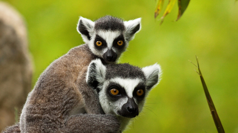 Lemuren © Jearu - Fotolia.com