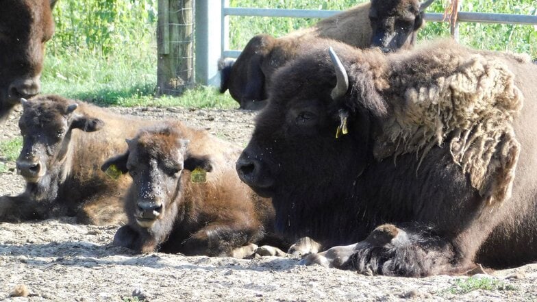 Die Bisons
Seit 2005 gibt es den Bisonzuchtverein. Eine Herde mit 35 Tieren lebt ganzjährig auf den Wiesen der Westernstadt Forest-Village-Ranch. Beides ist öffentlich zugänglich.