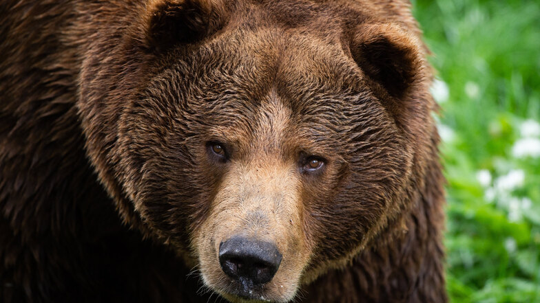 In Estland leben schätzungsweise rund 700 freilebende Bären.