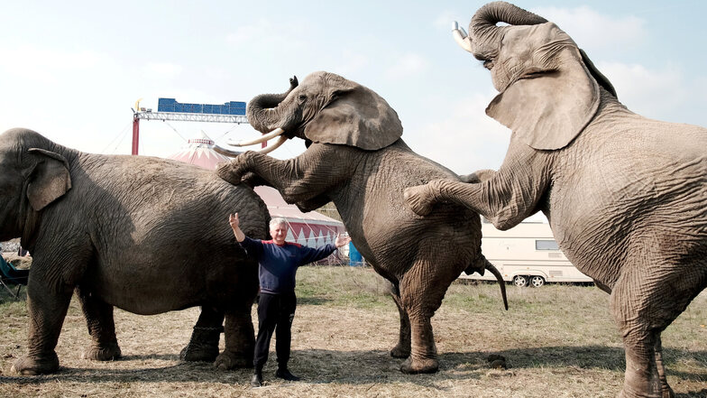 War erst Ende April in Meißen zu Gast: Circus-Afrika-Chef Hardy Weisheit mit seinen Elefanten. Jetzt soll ein Meißner einen der Futterwagen des Unternehmens angezündet haben.