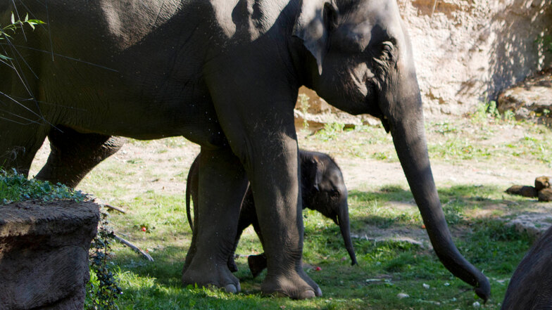 Leipziger Elefantenbaby hat nun einen Namen