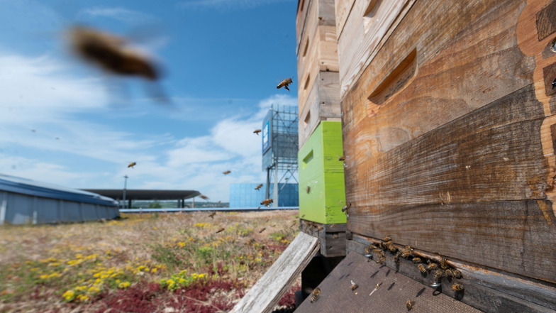 Seit fünf Wochen schwärmen sie vom Dach des Elbeparkes aus und sollen bald den Center-Honig produzieren: vier Bienenvölker.