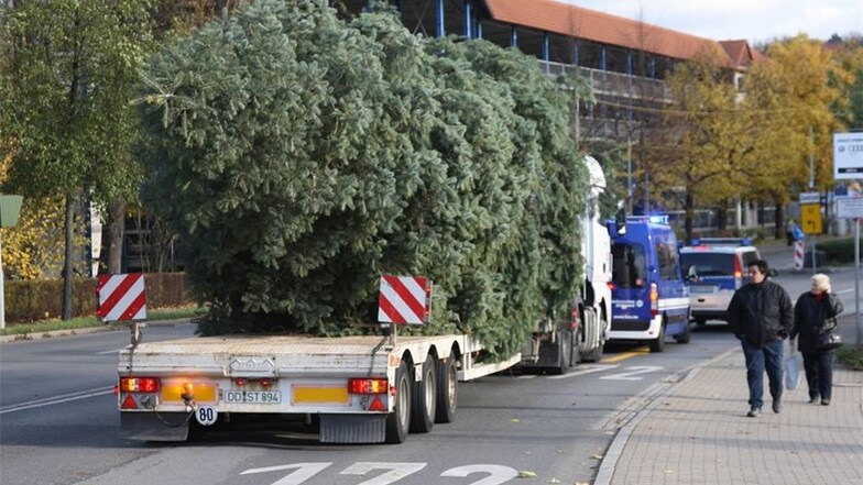 Nach dem Fällen wird der Baum per Tieflader in die Kreisstadt transportiert.Daniel Förster
