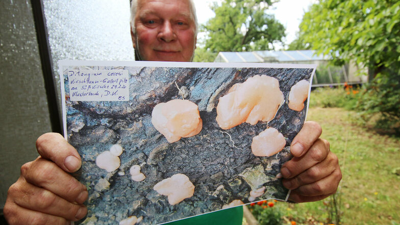 Der Kirschbaum-Gallertpilz hat sich "extrem rar" gemacht. Dieter Kunadt ist der dritte in Sachsen, der einen derartigen Pilzfund seit 2015 registrieren lassen hat.
