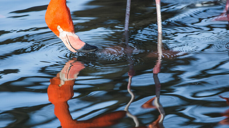 Bisher genießen die rund 60 Flamingos ihr Wasserspiel - auf dem Gelände soll jedoch das neue Orang-Utan-Haus entstehen.