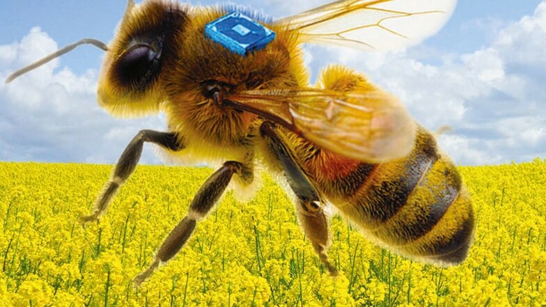 Ein Mikrochip mit Sensoren soll das Verhalten der Bienen nachverfolgbar machen.