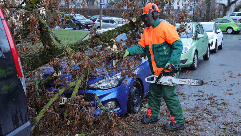 Einsatzkräfte der Feuerwehr zersägen den Baum, der an der Bergstraße in Dresden auf ein Fahrzeug gekracht war.