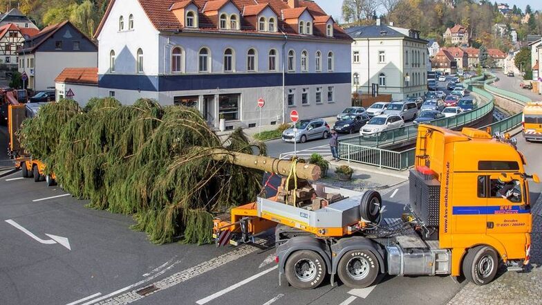 Mit dem großen Tieflader wird der nun noch 22 Meter lange Baum durch Tharandt transportiert. Andreas Weihs
