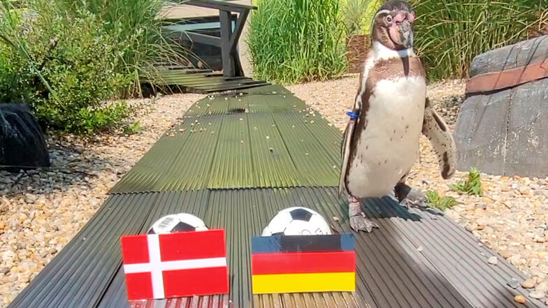 Bei seinem allerersten heißen Tipp, der Frauenfußball-EM-Begegnung Dänemark – Deutschland, setzte Pinguin „Django“ auf einen Sieg der Egon-Olsen-Land-Kickerinnen. Es gewann aber Deutschland mit 4:0. Gegen Spanien lief’s schon besser: Sieg gesag