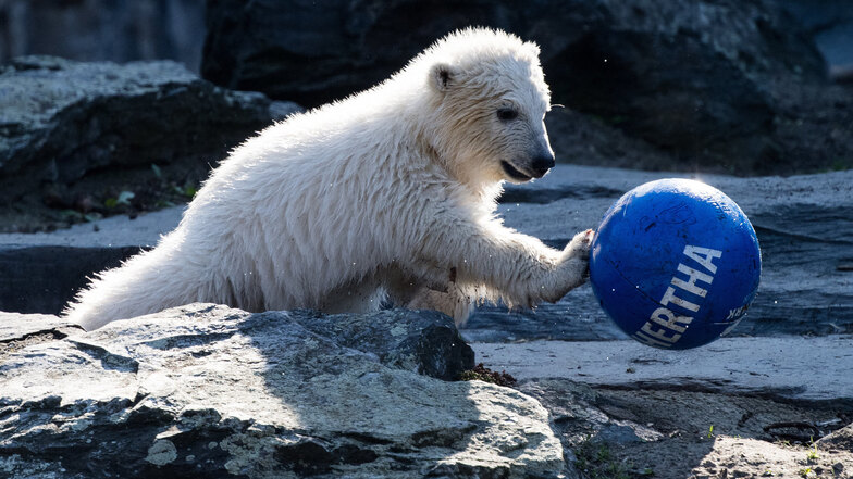 Berlins Eisbärenmädchen heißt Hertha.