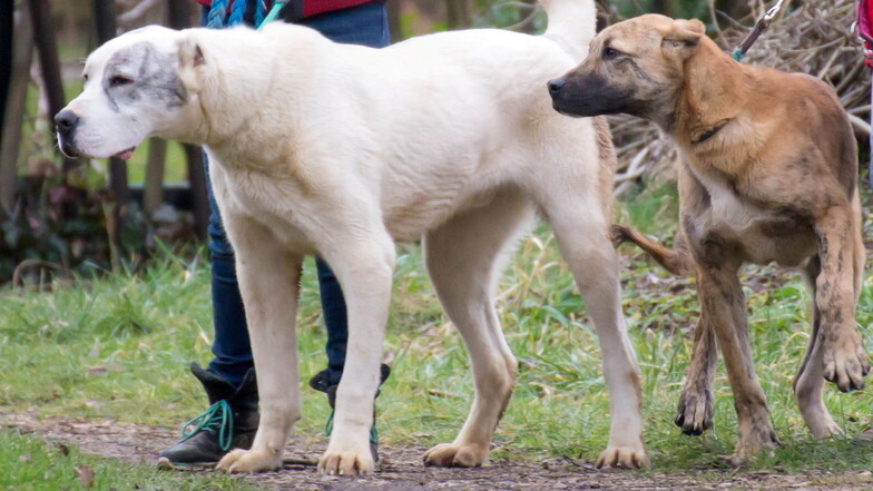 Nach blutigem Hundeangriff bei Neustadt weitere Tiere auf dem Grundstück entdeckt