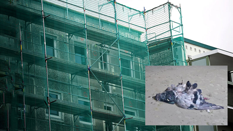 Bei Sanierungsarbeiten an einem Wohnhaus in Riesa sind nach Angaben von Tierschützern rund 30 Tauben verendet.