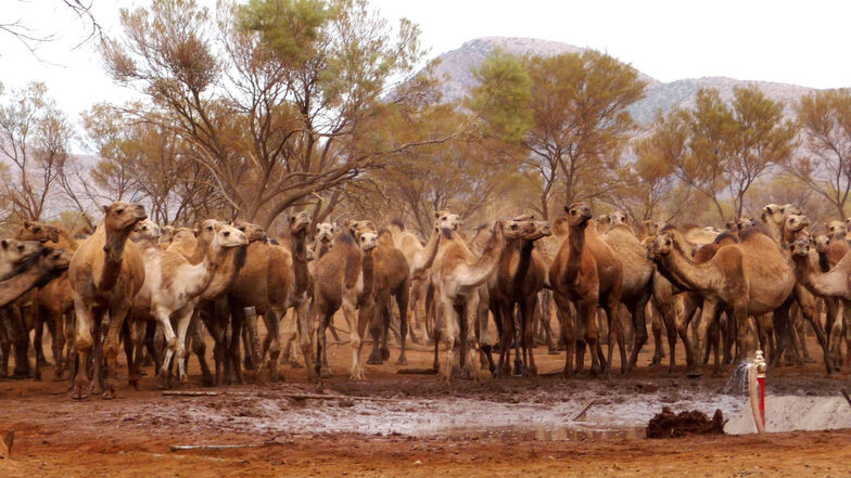 Wilde Kamele stehen an einem Bohrloch im Northern Territory.