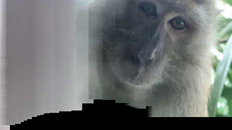 Das Foto zeigt einen Affen, der ein Selfie mit einem geklauten Smartphone fotografiert hat.
