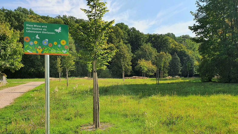 Naturwiese am Wohnquartier "An der Viehleite" in Pirna: Lebensraum für Pflanzen und Tiere.