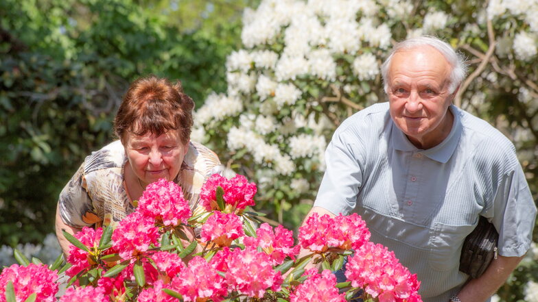 Birgit und Lutz Schmeißer, selbst bekennende Gartenfreunde, erfreuen sich an den Rhododendren-Blüten. Aktuell ist Saisonhoch, Hunderte strömen täglich auf den Kamenzer Hutberg