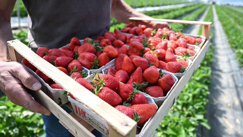 Leckere Erdbeeren können bereits auf Feldern bei Großnaundorf gepflückt werden.