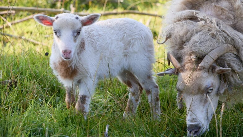 Schaf-Mama "Selma" (r) und ihr Sohn "Flumo" stehen auf einer Wiese. Das Schaf und Ziegenbock "Rune" zeugten mutmaßlich eine "Schiege".