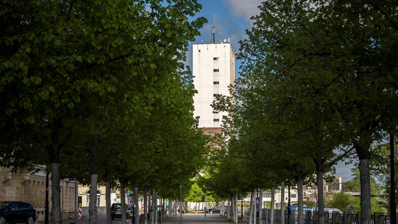 Die Riesaer Lindenallee im Mai 2021. Über die Zukunft der Bäume wird seit Monaten kontrovers diskutiert.
