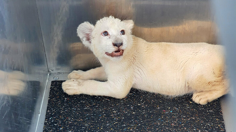 Das bei einem Transport-Unfall gerettete weiße Löwenbaby sitzt bei seiner Ankunft im Reptilium Landau in einer Box.