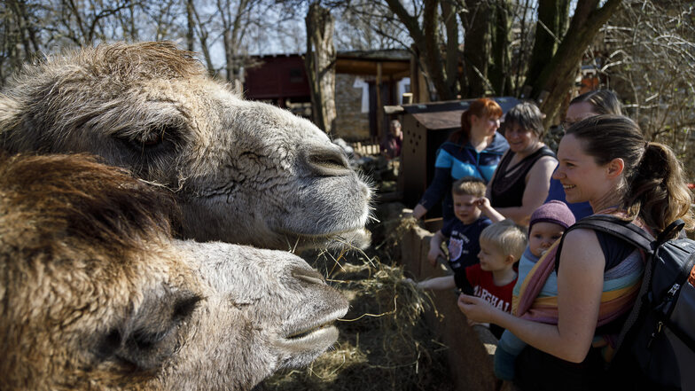 Ein Bild aus besseren Zeiten: Tierparkbesucher genießen den Tag im Zoo.