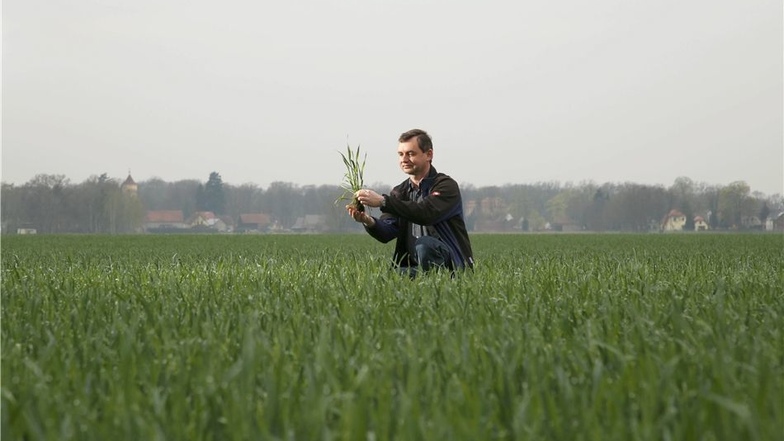 Ein ganz besonderes Getreide: Maik Apelt, Vorstand der Agrargenossenschaft Klitten, zeigt den Norddeutschen Champagnerroggen, den der Landwirtschaftsbetrieb auf seinen Feldern anbaut.