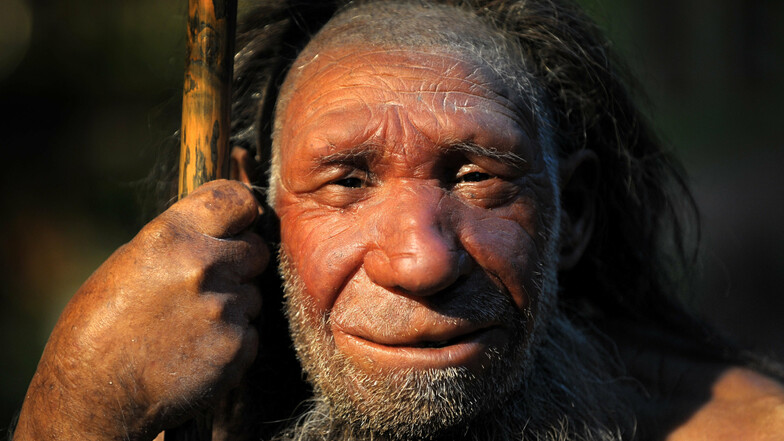 Die Nachbildung eines älteren Neandertalers steht im Neanderthal-Museum.