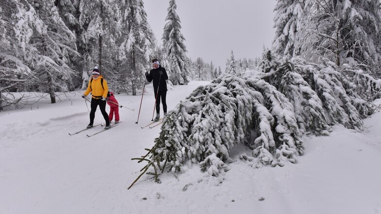 Schwer lastete der Schnee auf den Bäumen im Osterzgebirge.