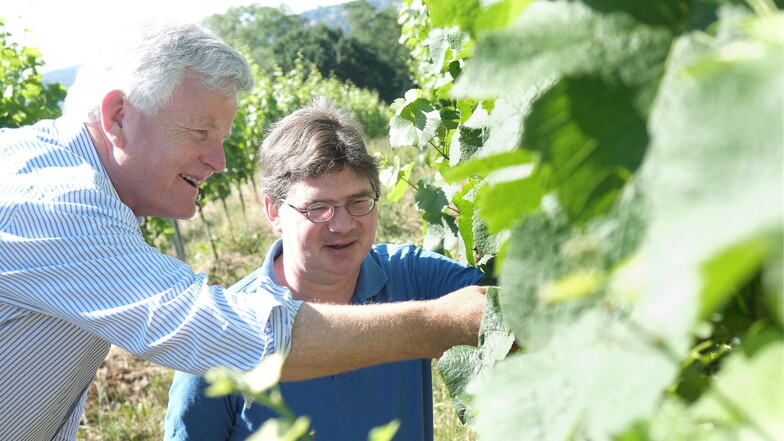 Sieht aber toll aus: Weinbauer Georg Prinz zur Lippe (l.) und sein Weinbergchef Björn Probst schauen sich den Laubwuchs im Weinberg Proschwitz an. Die Weinblüte verspricht eine großartige Ernte, wenn es genug regnet.