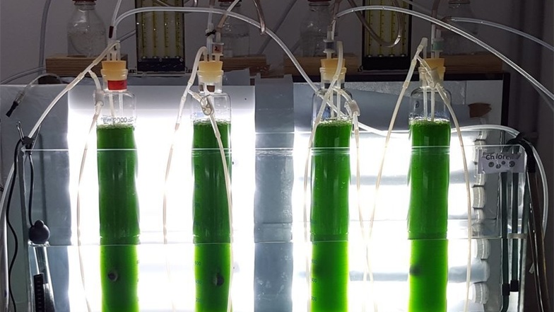Millionen von Mikroalgen befinden sich in jedem Glaszylinder. Mit der Anlage prüften die Forscher den Einfluss von Licht oder Mikrowellen auf die Algen.