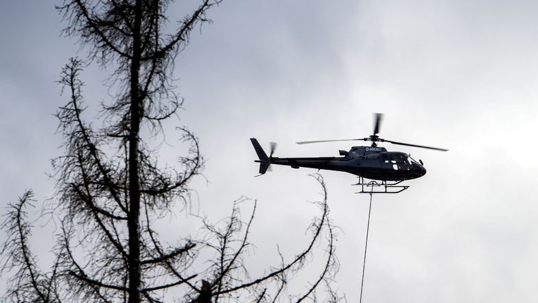 Helikopter „Eichhörnchen“ in der Luft: Der Hubschrauber fliegt tote Fichten aus der Kirnitzschklamm im Nationalpark.