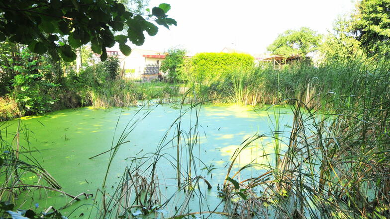 Der kleine oder östliche Teich von Walda ist verschlammt und verlandet.