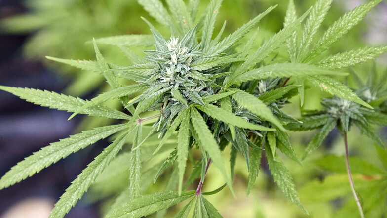 Die Cannabispflanze - Lieferant für Rauschmittel wie Haschisch oder Marihuana.