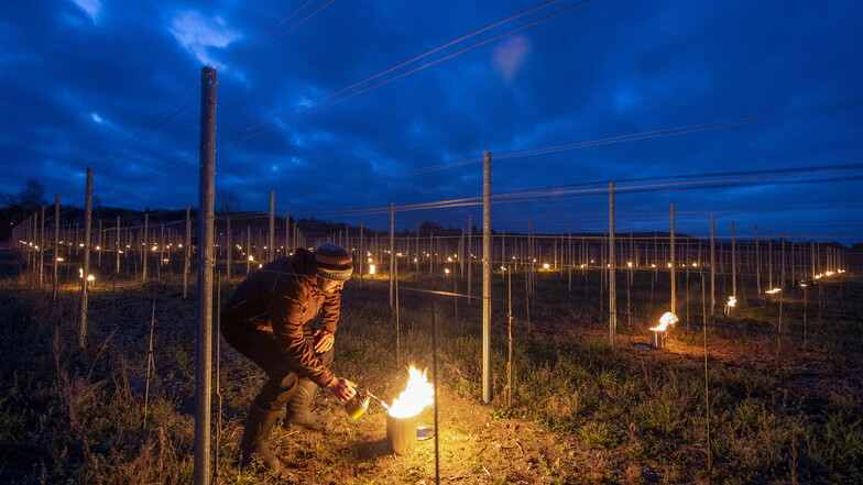Gegen die Spätfröste im Mai 2020 - Weinbauleiter Till Neumeister zündet Wärmefeuer zwischen den Reben, damit diese nicht erfrieren.