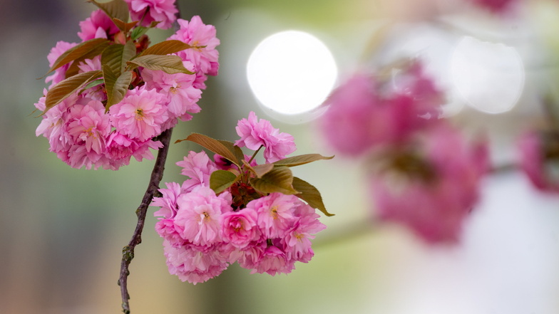 Die Kirschbäume stehen in voller Blüte nach den ersten frühsommerlichen Tagen des Jahres. Der März verlief jedoch viel zu trocken.