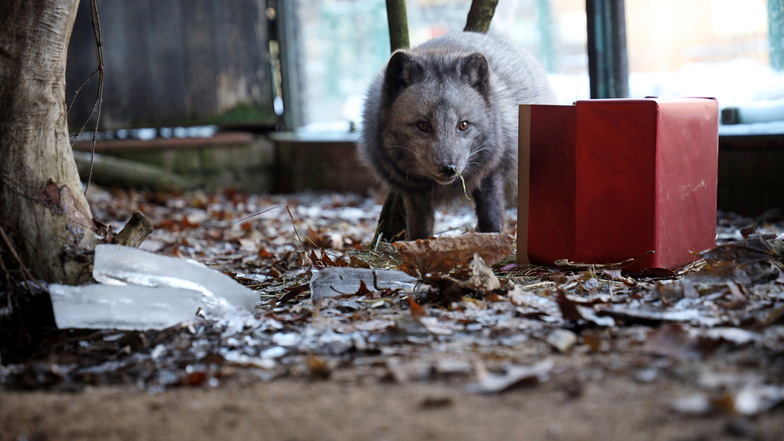 Polarfuchs Lasse begutachtet das Geschenkpaket mit den Leckereien. Der Karton blieb über den Nachmittag zum Spielen im Gehege.