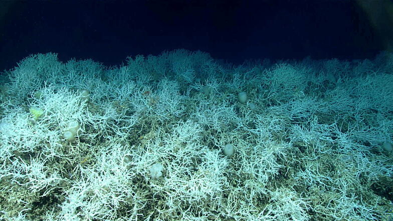 Dichte Felder von Lophelia pertusa, einer häufigen riffbildenden Koralle, die auf den Hügeln des Blake-Plateaus zu finden sind. Vor der Ostküste der USA ist eines der weltweit größten Kaltwasser-Korallenriffe entdeckt worden.