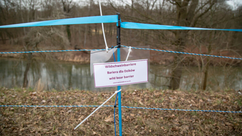 Der Landkreis Görlitz hat auf die Bedrohung durch die Schweineseuche aus Polen reagiert und eine Wildschweinbarriere an der Neiße errichtet, hier bei Bad Muskau.