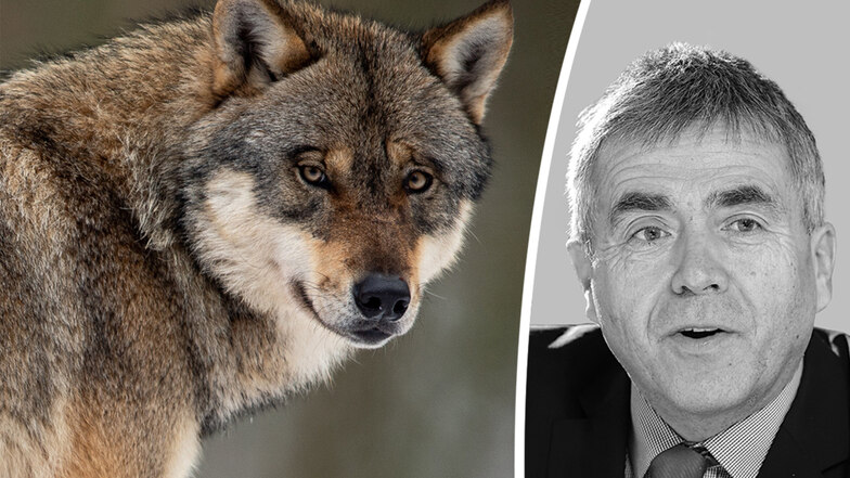 Bautzens Landrat reagiert auf die aktuellen Zahlen zur Entwicklung des Wolfsbestands.
